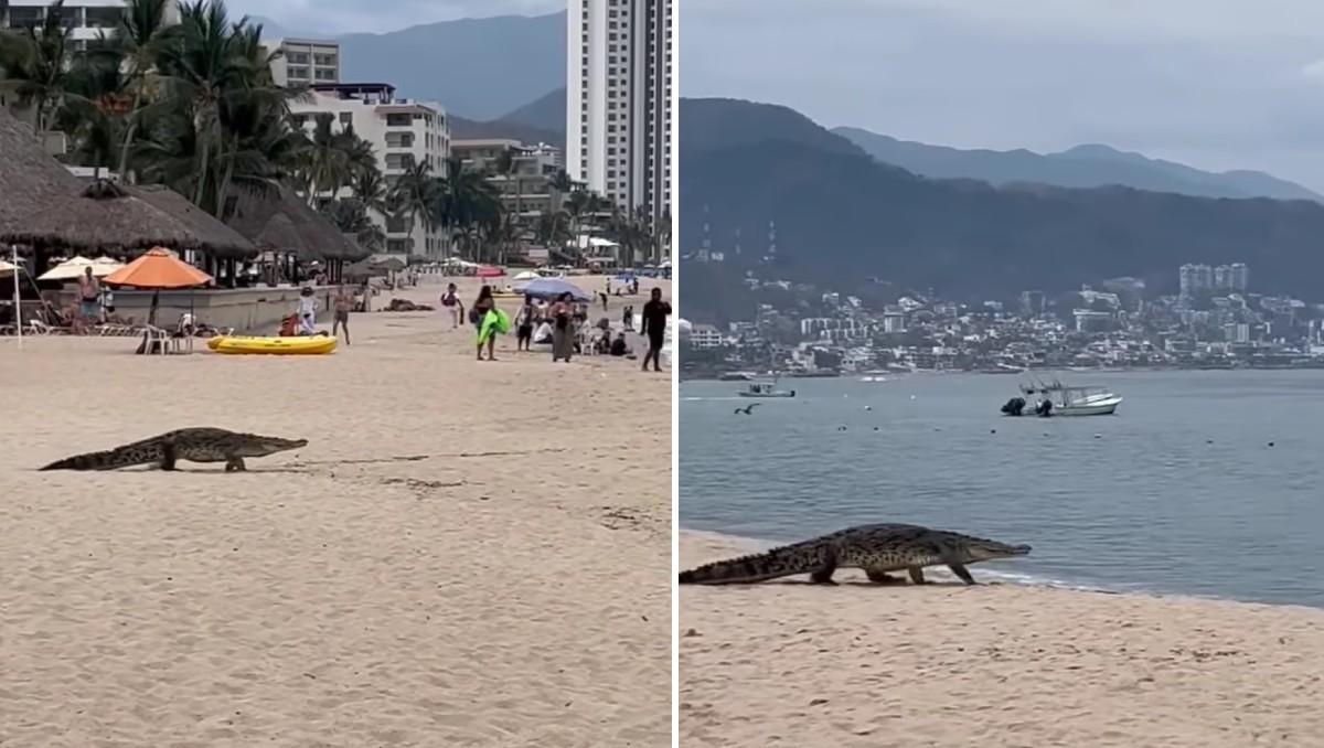Ataque de cocodrilo en Puerto Vallarta deja un turista de la CDMX sin vida