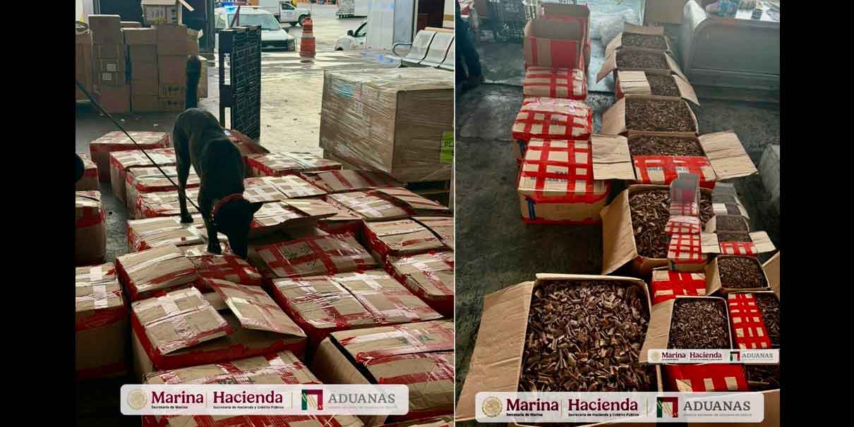 Marina asegura casi 2 toneladas de valioso tepezcohuite con destino a Países Bajos