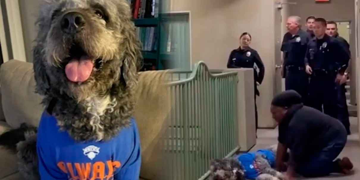 Policía de Los Ángeles mata a perro “Jameson”: el caso que desata polémica por uso de fuerza