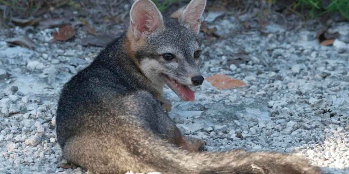 Reaparece el zorro enano de Cozumel tras 20 años; científicos alertan riesgo de extinción