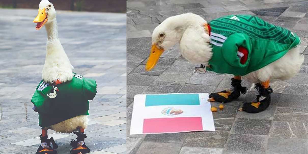 Sheinbaum reconoce al “Pato Merlín” y lo invita a Palacio Nacional | Mañanera del Pueblo 19 de Junio 2026