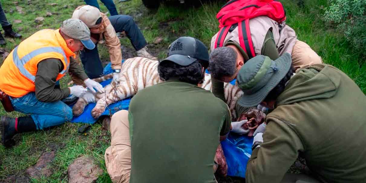 Capturan a Kenzo, el tigre blanco que escapó en Tepetlaoxtoc tras varios días de búsqueda