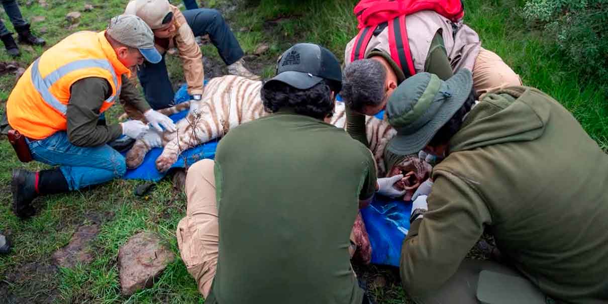 Muere el tigre blanco Kenzo tras operativo de rescate; alcaldesa asegura que fue entregado con vida