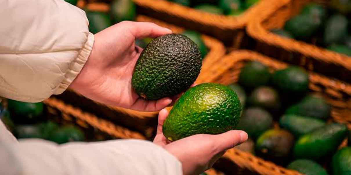 Exportación de aguacate: Sheinbaum lanza estrategia tras suspensión de EU