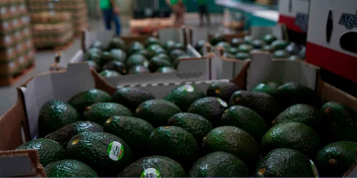 EU suspende actividades en Michoacán y frena exportación de aguacate por crisis de seguridad