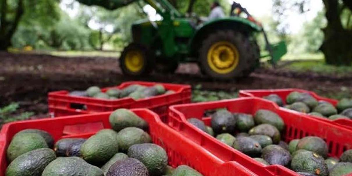 EU reactiva parcialmente exportación de aguacate mexicano