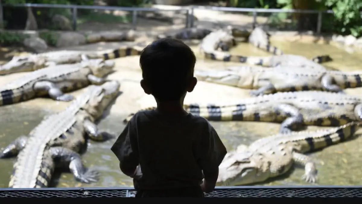 La milagrosa recuperación del niño lanzado al recinto de cocodrilos en un zoológico del Reino Unido