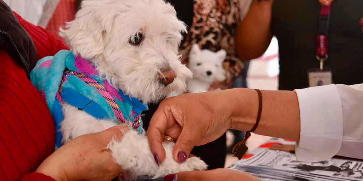   Senado avala nueva Ley de Bienestar Animal; esto cambiaría para tutores