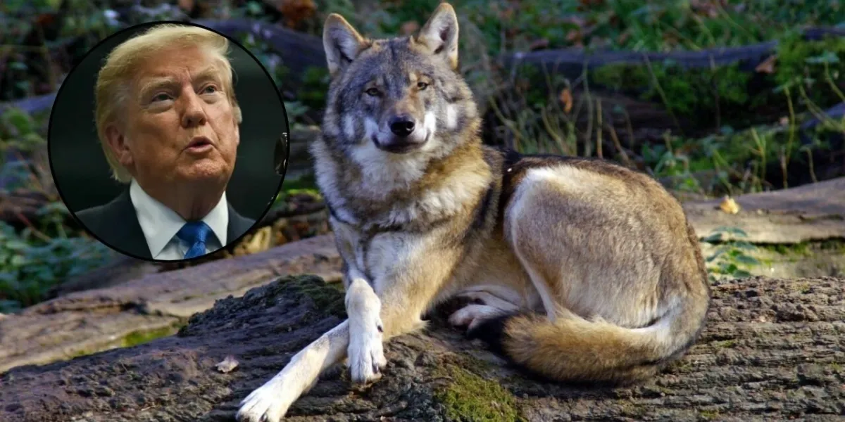 Trump ordena revisar el estatus del lobo gris mexicano para autorizar su caza