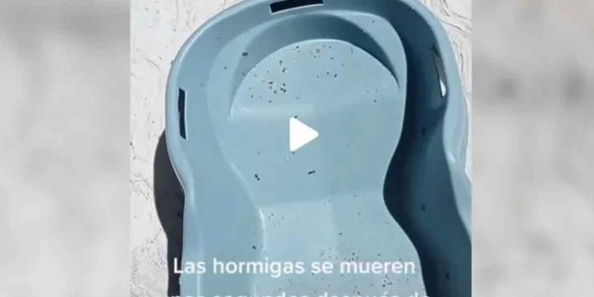 VIDEO. CRUELDAD, hormigas mueren por intenso calor de Reynosa