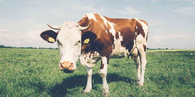 Profeco detecta leches que no son de vaca; en realidad contienen grasa vegetal