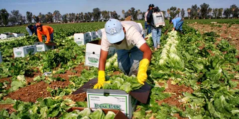 Sectores estratégicos de EE.UU. ya resienten la escasez de trabajadores mexicanos