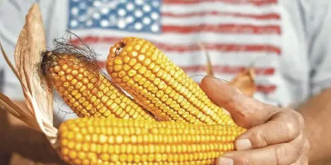 México dependerá más del maíz de Estados Unidos; USDA prevé compras récord