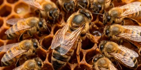 SCJN analizará reconocer a las abejas como sujetos de derechos en un caso histórico impulsado por comunidades mayas