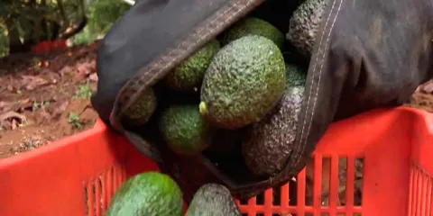 Aguacate mexicano vuelve a Estados Unidos tras pausa por seguridad en Michoacán