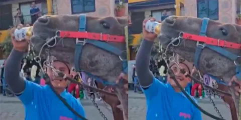 Caballo bebe cerveza en feria de Huixcolotla; Fiscalía ya investiga el caso
