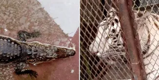 Aseguran un tigre de Bengala y un cocodrilo en un autolavado de Ciudad Juárez