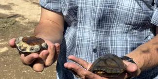 La tortuga casquito de Vallarta, el nuevo "oro verde" por el que tráfico ilegal paga hasta 500 mil pesos