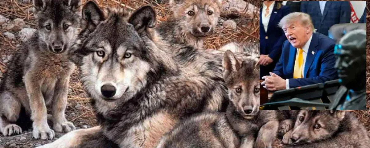 Solo quedan 367 lobos gris mexicanos y Trump firma permiso para que ganaderos les disparen 