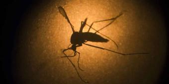 2024 es el año del Dengue, una EPIDEMIA sin precedentes